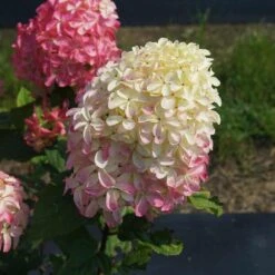 Quick Fire® Hydrangea Tree -Fast Growing Trees QyuickFire Hydrangea 2