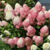Quick Fire® Hydrangea Tree -Fast Growing Trees QyuickFire Hydrangea 600x600 918e21fe 60f2 4c27 aaf0 389fdb256232