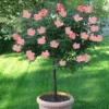 Rainbow Knock Out® Rose Tree -Fast Growing Trees Rainbow Knock Out Rose Tree 350 THUMBNAIL FGT