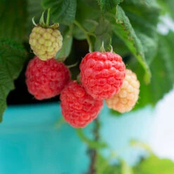 Bushel And Berry® Raspberry Shortcake® Bush -Fast Growing Trees Raspberry Shortcake 1