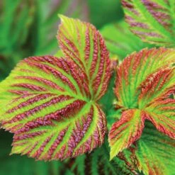 Bushel And Berry® Raspberry Shortcake® Bush -Fast Growing Trees Raspberry Shortcake 4