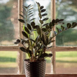 Raven ZZ Plant -Fast Growing Trees Raven ZZ 1