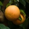 Ray Ruby Grapefruit Tree 2 Ray Ruby Grapefruit Tree -Fast Growing Trees Ray Ruby 3 600x600 dcf928f3 a29b 418f 8220 5b20e13dc0cf