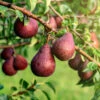 Red Bartlett Pear Tree -Fast Growing Trees Red Bartlet Pear BB 600x600 21bb8d09 e20b 4c1c 80fa 90d31e252950
