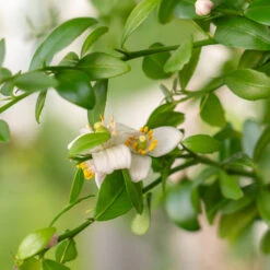 Red Finger Lime Tree -Fast Growing Trees Red FInger Lime 2 6caf0467 1911 48e7 a9fa babb0a6fffe5