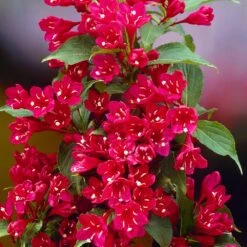 Red Prince Weigela Tree -Fast Growing Trees Red Prince Wegeila 1 FGT