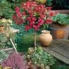 Red Prince Weigela Tree -Fast Growing Trees Red Prince Wegeila FGT 600x600 58136608 811a 48ea 9956 1be08b95f2e7