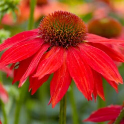 Sombrero® Salsa Red Coneflower -Fast Growing Trees Red Salsa Coneflower 2 FGT