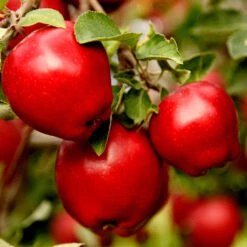 Apple Pollinator Pack 10 Apple Pollinator Pack -Fast Growing Trees Red Delicious Apple 1