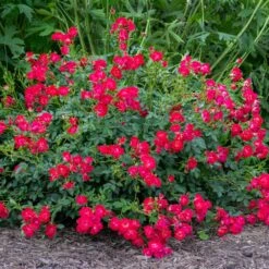 Red Drift® Rose 7 Red Drift® Rose -Fast Growing Trees Red Drift Rose 1