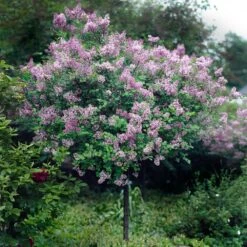 Red Pixie Lilac Tree -Fast Growing Trees Red Pixie Lilac Tree 2