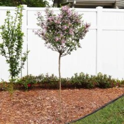 Red Pixie Lilac Tree -Fast Growing Trees Red Pixie Lilac Tree 4 FGT