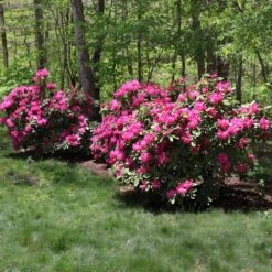 Red Rhododendron Shrub -Fast Growing Trees Red Rhododendron 1 FGT