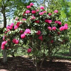 Red Rhododendron Shrub -Fast Growing Trees Red Rhododendron 3