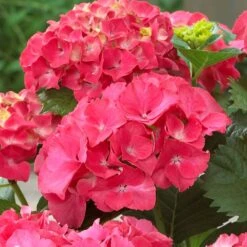 Red Sensation Hydrangea -Fast Growing Trees Red Sensation Hydrangea 1 FGT