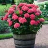 Red Sensation Hydrangea -Fast Growing Trees Red Sensation Hydrangea FGT 600x600 1b68ee6d 2e74 42f5 860b bc24d927d110