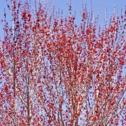 Red Sunset® Maple Tree -Fast Growing Trees Red Sunset Maple 3