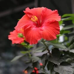 Red Tropical Hibiscus Tree -Fast Growing Trees Red Tropical Hibiscus Tree 3 FGT