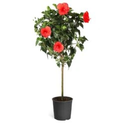 Red Tropical Hibiscus Tree -Fast Growing Trees Red Tropical Hibiscus Tree 5