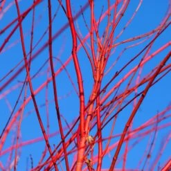 Red Twig Dogwood Shrub -Fast Growing Trees Red Twig Dogwood 3 FGT