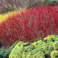Red Twig Dogwood Shrub -Fast Growing Trees Red Twig Dogwood 4
