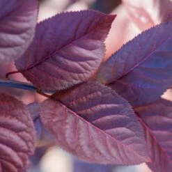 Purple Plunge Weeping Plum Tree -Fast Growing Trees Redbud Purple Plunge 2 b8894708 2bb9 4f3e 8d30 7b3eeb931914