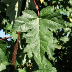 Redpointe® Maple 11 Redpointe® Maple -Fast Growing Trees Redpointe Maple 2