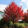 Redpointe® Maple -Fast Growing Trees Redpointe Maple 600x600 2