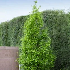 Regal Prince Oak Tree -Fast Growing Trees Regal Prince Oak 3