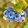 Reveille Blueberry Bush -Fast Growing Trees Reville Blueberry 600x600 8060a79d 83ac 446b 8626 45e4229f1e3b