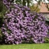 Lavender Rhododendron Shrub 2 Lavender Rhododendron Shrub -Fast Growing Trees Rhododendron Lavender FGT 600x600 9d084bfd 402e 4a14 904d c3667851a20a