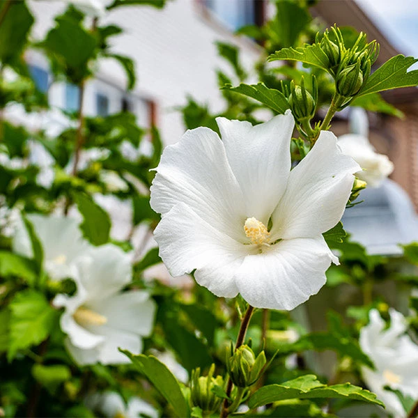 White Rose Of Sharon Althea Tree 3 White Rose Of Sharon Althea Tree