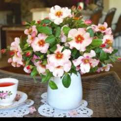 Raspberry Kiss™ Rose Tree -Fast Growing Trees Rosemarry Kiss Rose tree 1