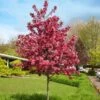 Royal Raindrops® Crabapple Tree -Fast Growing Trees Royal Raindrops Crabapple 600x600 d2fb66a7 8df8 4a13 9378 65bf4b5229e8