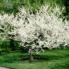 Royal White Redbud Tree -Fast Growing Trees Royal White Redbud 600x600 ccd5de23 5283 4e40 b2ae 60b520088a5a
