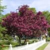 Royalty Crabapple Tree -Fast Growing Trees Royalty Crabapple FGT 600x600 d774e7b4 d01c 4958 babc a565dfd4fbc1