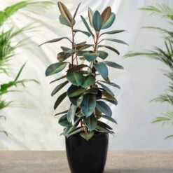 Air-Purifying House Plant Kit 13 Air-Purifying House Plant Kit -Fast Growing Trees Rubber Tree FGT 41d06897 7e64 4438 9d3a fd7a33808734