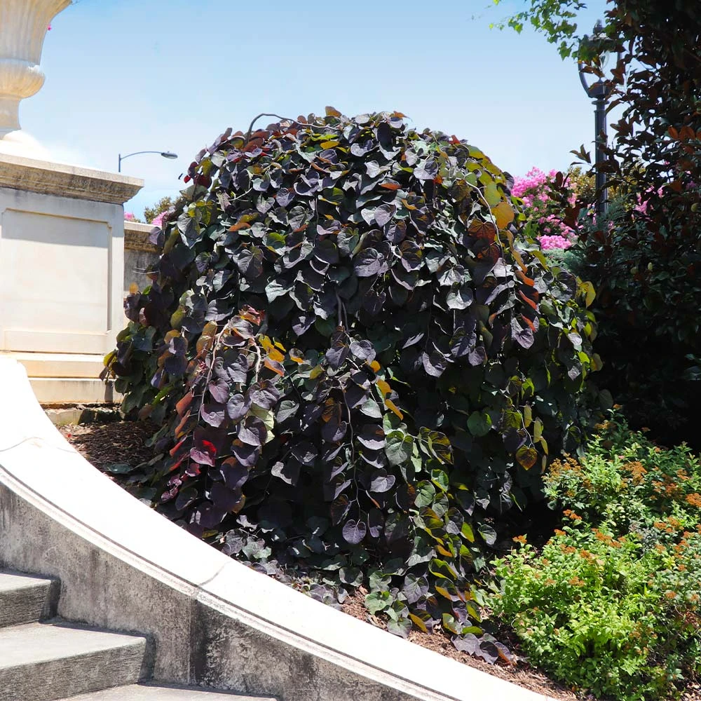 Ruby Falls Redbud Tree 8 Ruby Falls Redbud Tree - Image 6