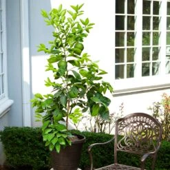 Ruby Red Grapefruit Tree 11 Ruby Red Grapefruit Tree -Fast Growing Trees Ruby Red Grapefruit 8