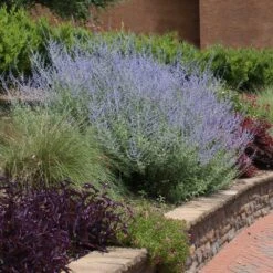 Russian Sage 7 Russian Sage -Fast Growing Trees Russian Sage 1 FGT