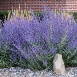 Fast Growing Trees -Fast Growing Trees Russian Sage 4
