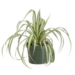 Spider Plant -Fast Growing Trees SPI PLA1