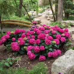 Endless Summer® Summer Crush® Hydrangea -Fast Growing Trees SUmmer Crush Endless SUmmer Hydrangea 3 FGYT