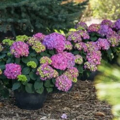 Endless Summer® Summer Crush® Hydrangea -Fast Growing Trees SUmmer Crush Endless SUmmer Hydrangea 9 FGT