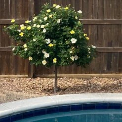 Sunny Knock Out® Rose Tree -Fast Growing Trees SUnny knockout Rose Tree 3