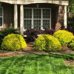 Sunshine Ligustrum Shrub 12 Sunshine Ligustrum Shrub -Fast Growing Trees SUnshine Ligustrum 7 e9be5f8f a606 4495 ac32 d8f61b2e15c7
