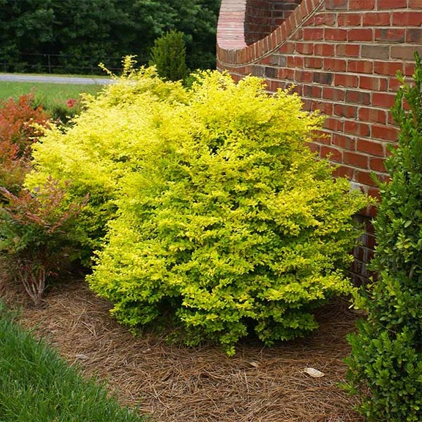 Sunshine Ligustrum Shrub 3 Sunshine Ligustrum Shrub
