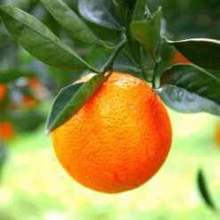Sanguinelli Blood Orange Tree 10 Sanguinelli Blood Orange Tree -Fast Growing Trees Sanguinelli Blood Orange 7 FGT