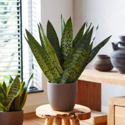 New Apartment House Plant Kit -Fast Growing Trees Sansevieria Zeylandica 2 b962a2c6 7794 4c00 bcc0 44626111a514