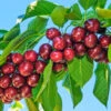 Santina™ Cherry Tree -Fast Growing Trees Santina Cherry 600x600 caf47b44 ecab 4d2e 9c6e e460add718f8